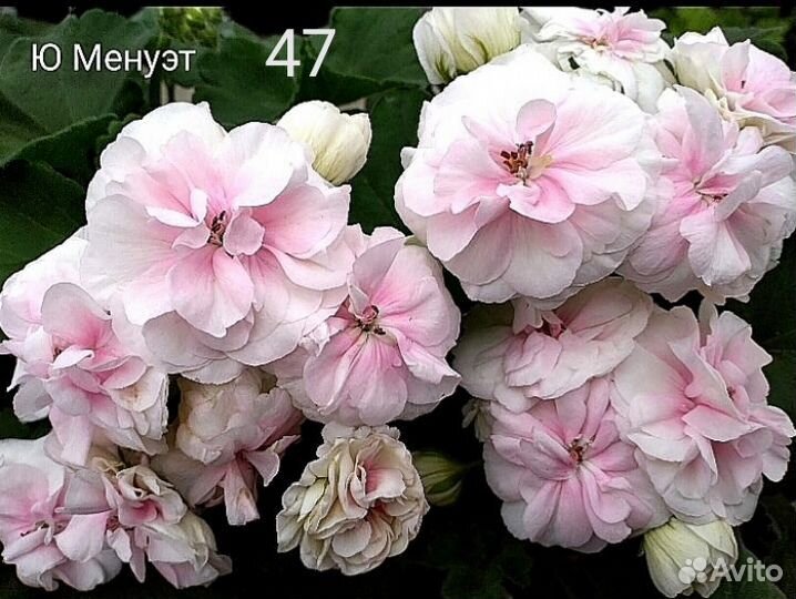 Пеларгония сортовая черенки