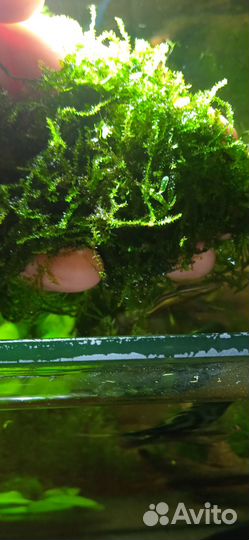 Аквариумные растения