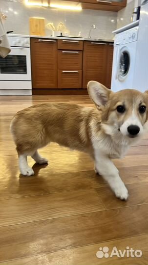 Щенки корги