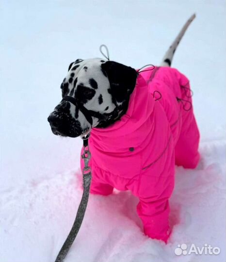 Комбинезоны для собак