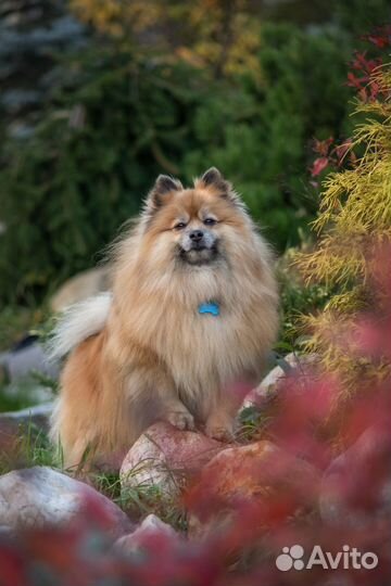 Фотограф- анималист