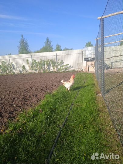 Петушок молодой 5 месяца ломан Браун