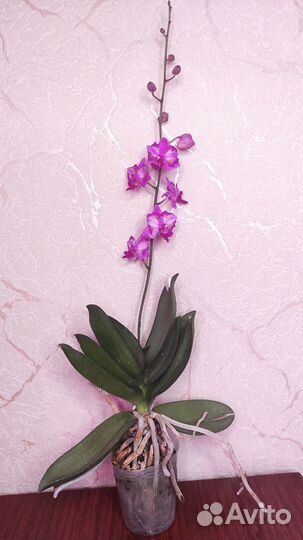 Орхидея фаленопсис пульчерима Леопард