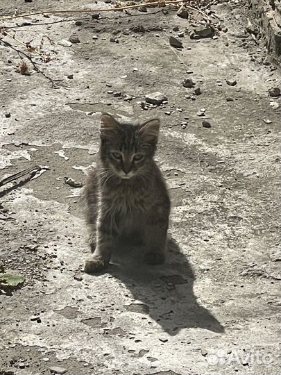 Котята