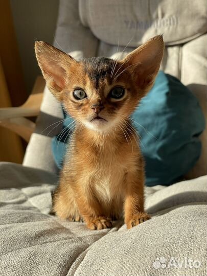 Клубные мальчики шоу класса
