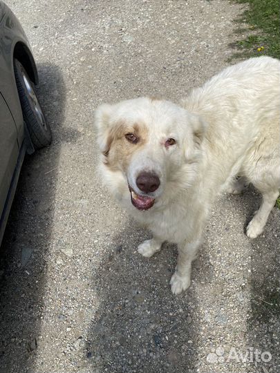 Выгул собак