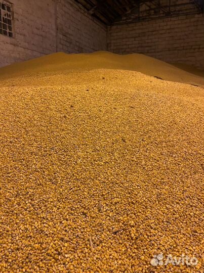 Кукуруза зерно