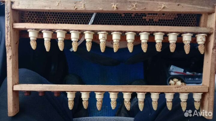 Матки пчелы карника