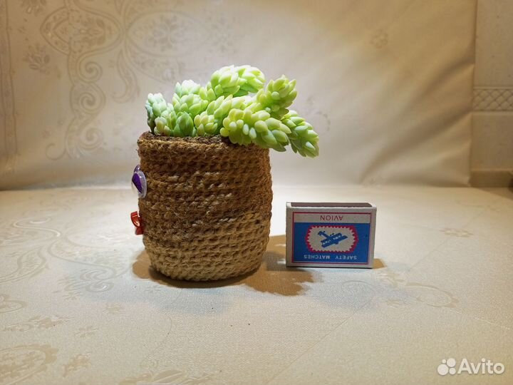 Оригинальная композиция из суккулентов