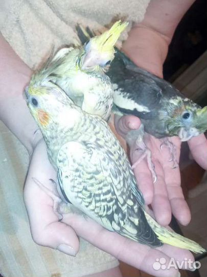 Попугаи,корелла нимфа