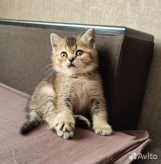 Шотландская