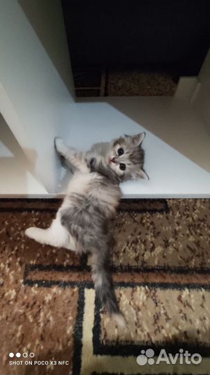 Котятки в добрые ручки