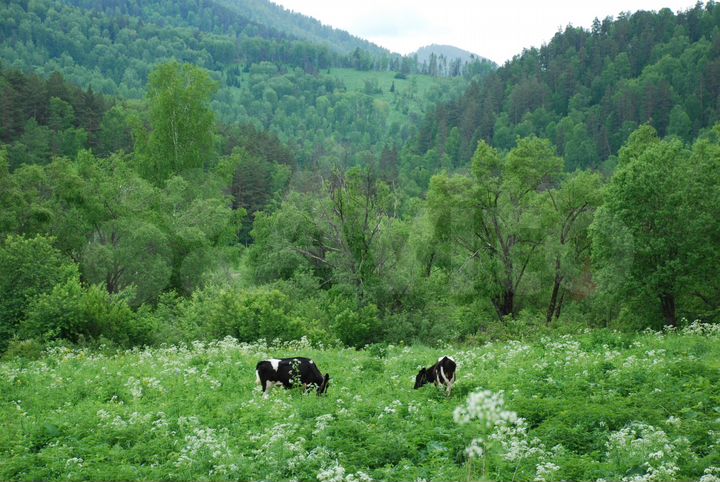 Усадьба в горах