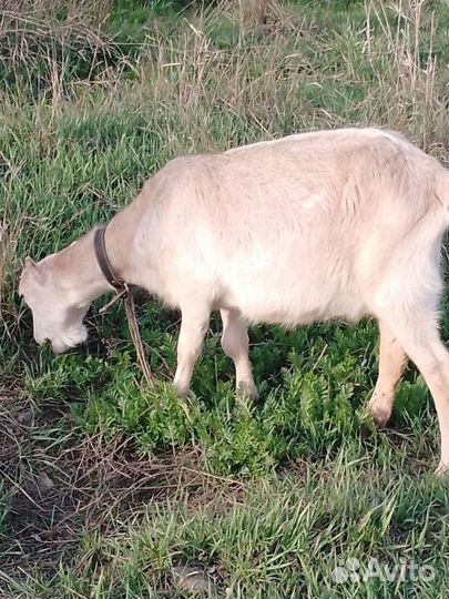 Козье молоко