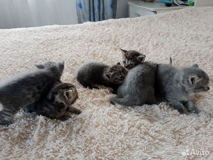 Котята