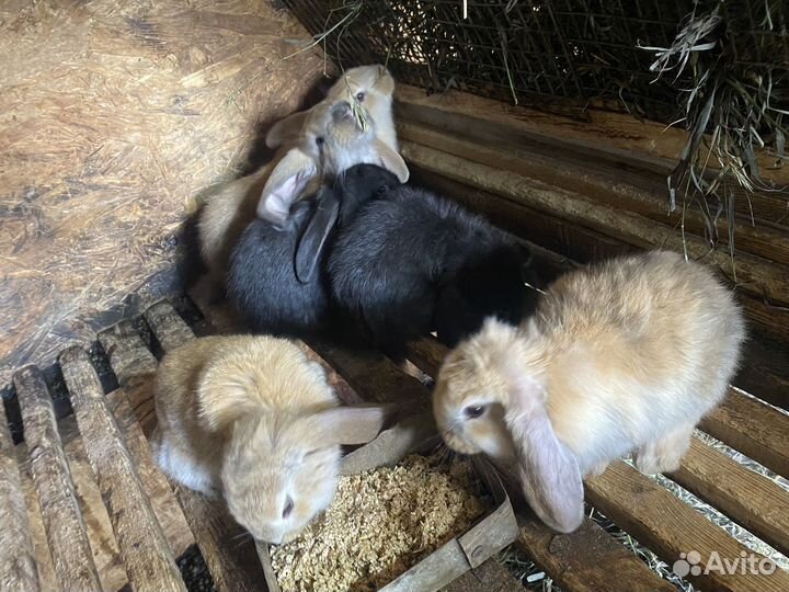 Кролики великаны