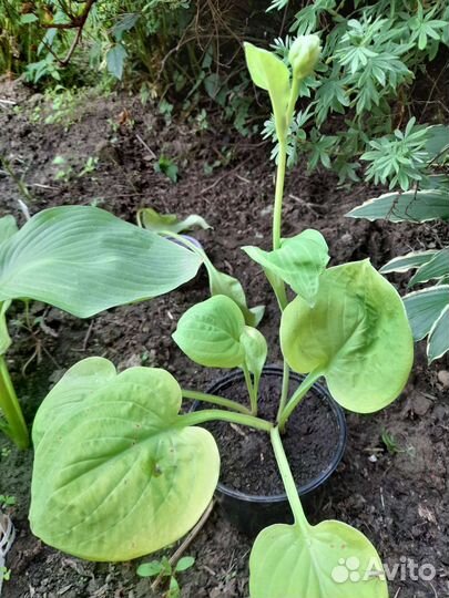 Хоста Eye Catcher