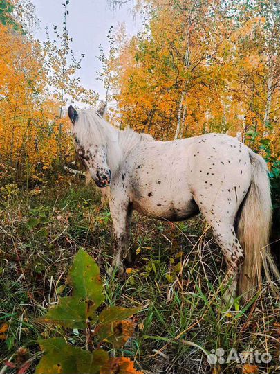 Пони кобыла 6 лет