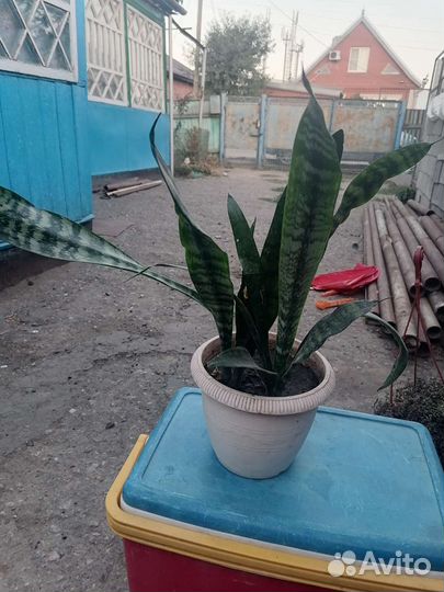 Комнатные цветы