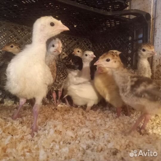 Гуси индюки индюшата цесарята