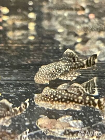 Сомики анциструсы