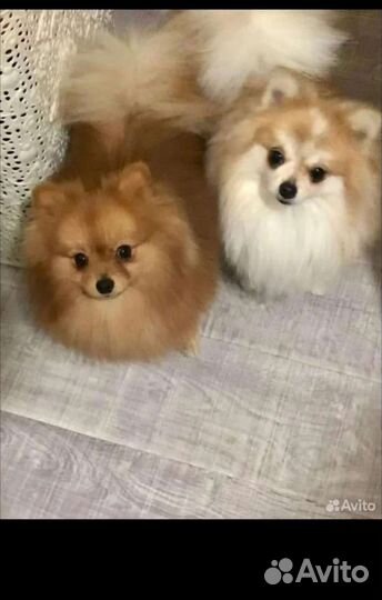 Щенки шпица