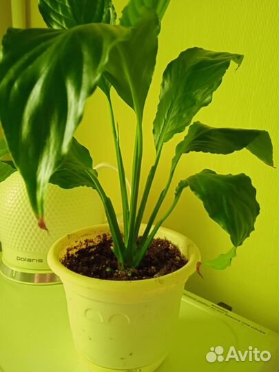 Спатифиллум