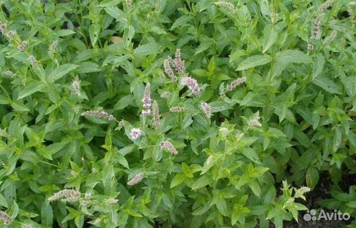 Клематис, Мята 2 сорта, мелиса