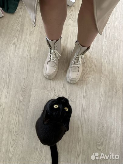 Котик ищет дом