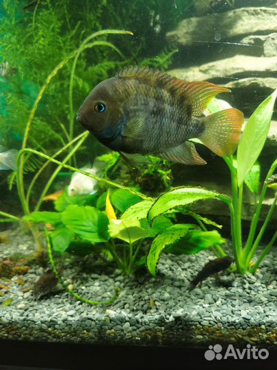 Сальвини,Сэджики,Фламинго,Хелены