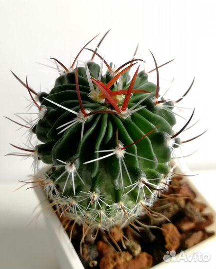 Орхидея Целогина и кактус Стенокактус