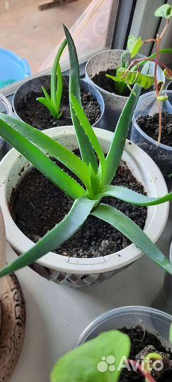 Алое вера растение