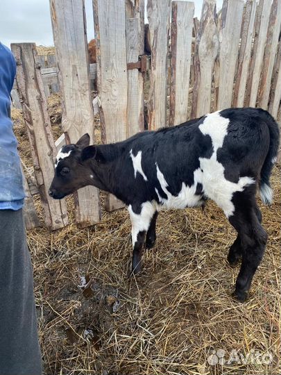 Коровы телки телята