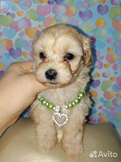 Мальтипушки плюшки