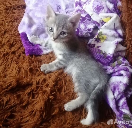 Кошка в дар бесплатно