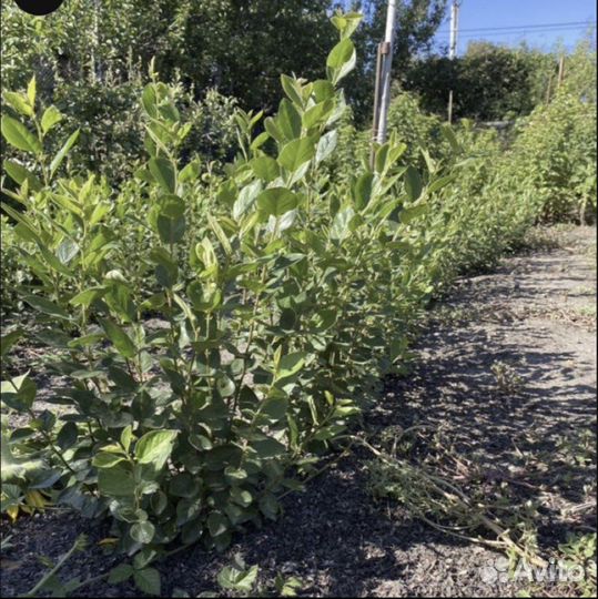 Саженцы кизильника блестящего/ кизильник