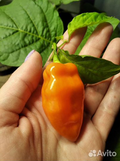 Семена сладкого переца Хабанеро Хабанада