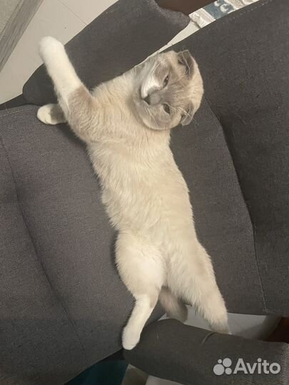 Отдам кота в добрые руки