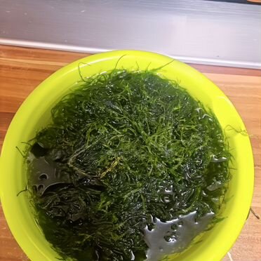 Мох для аквариума