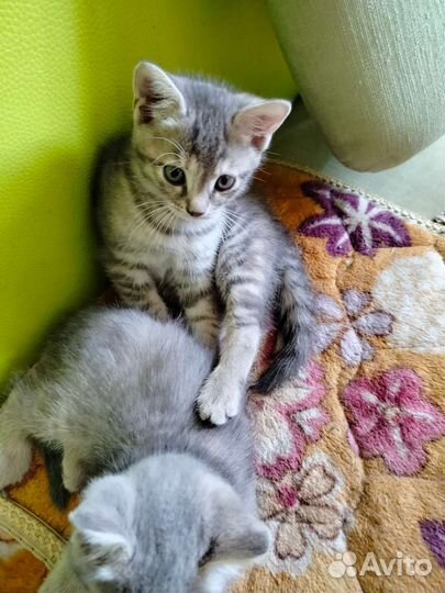 Котята девочки в добрые руки