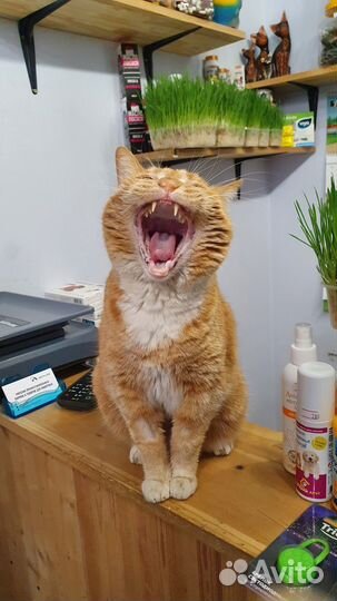 Кошка в добрые руки