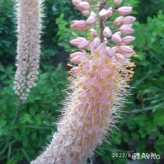 Эремурус гибридный