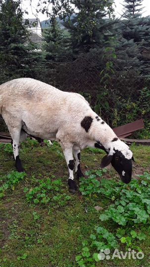 Племенной баран. Эльденбай