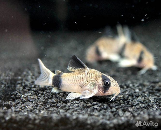 Аквариумные рыбки, водные геоцинты