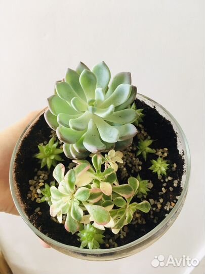 Флорариум с суккулентами