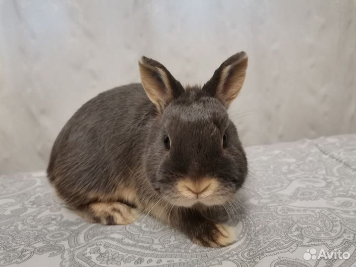 Карликовые кролики переменная группа