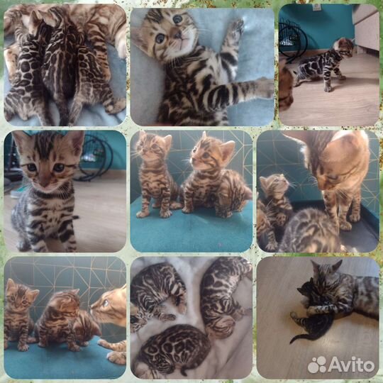 Бенгальские котята