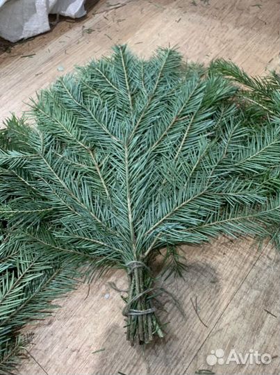 Веники свежие пихтовые и береза
