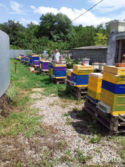 Пчёлопакеты