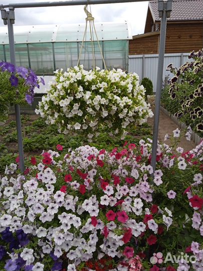 Рассада петунии